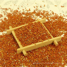 Best Pure red millet in husk,Chinese origin